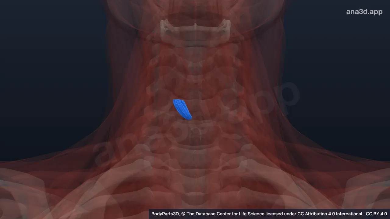 Model 3D: Bagian lurus otot krikotiroideus kanan
