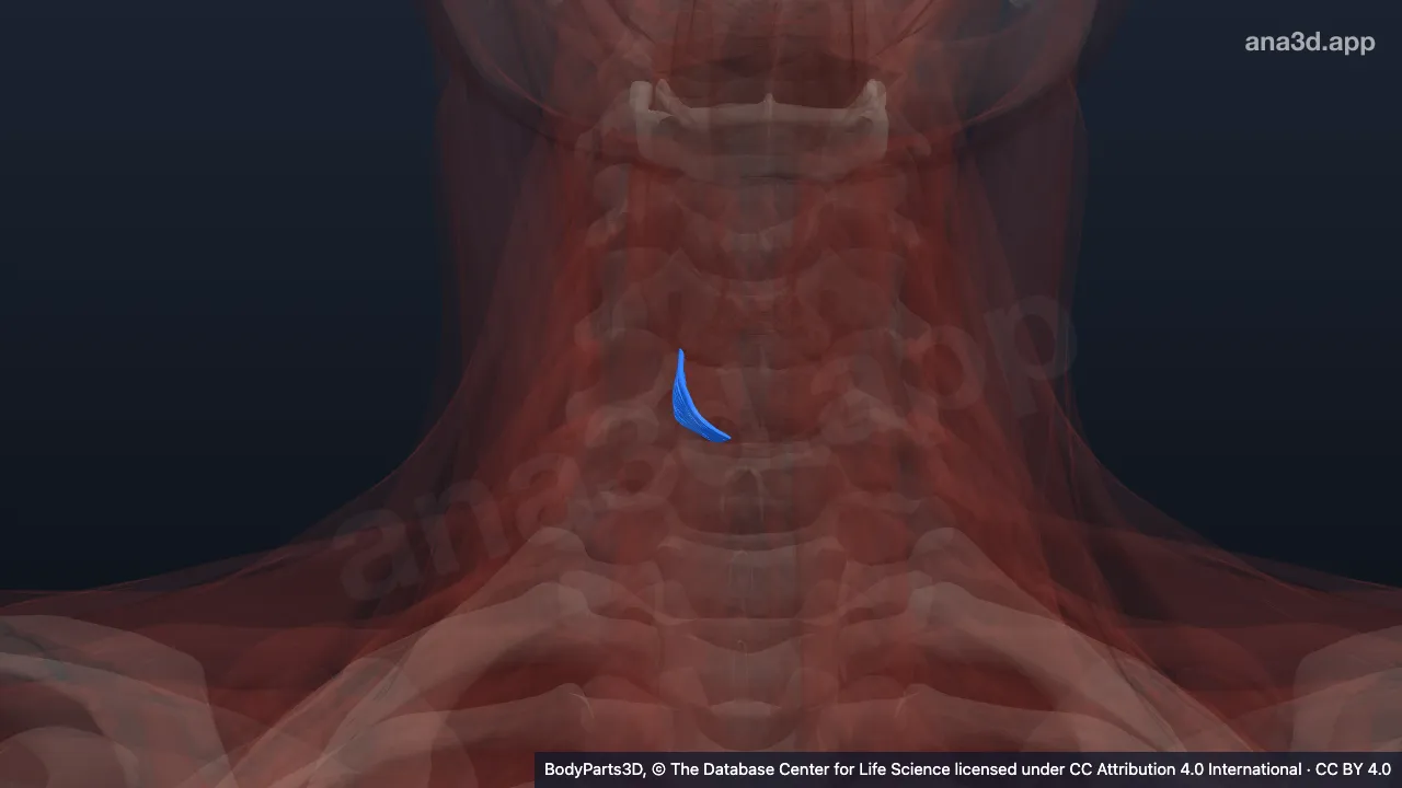 3D-Modell: Pars obliqua des rechten Musculus cricothyroideus