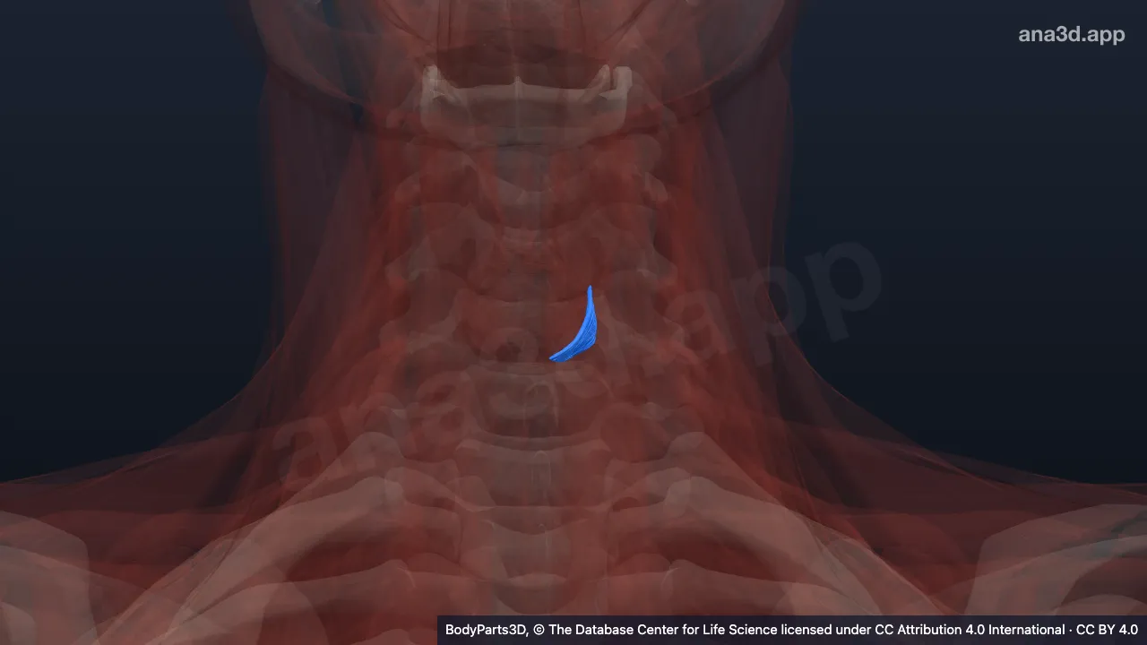 3D-Modell: Pars obliqua des linken Musculus cricothyroideus