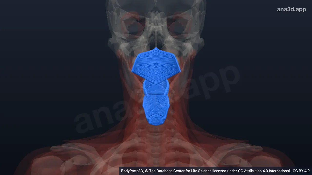 3D-Modell: Musculi constrictores pharyngis