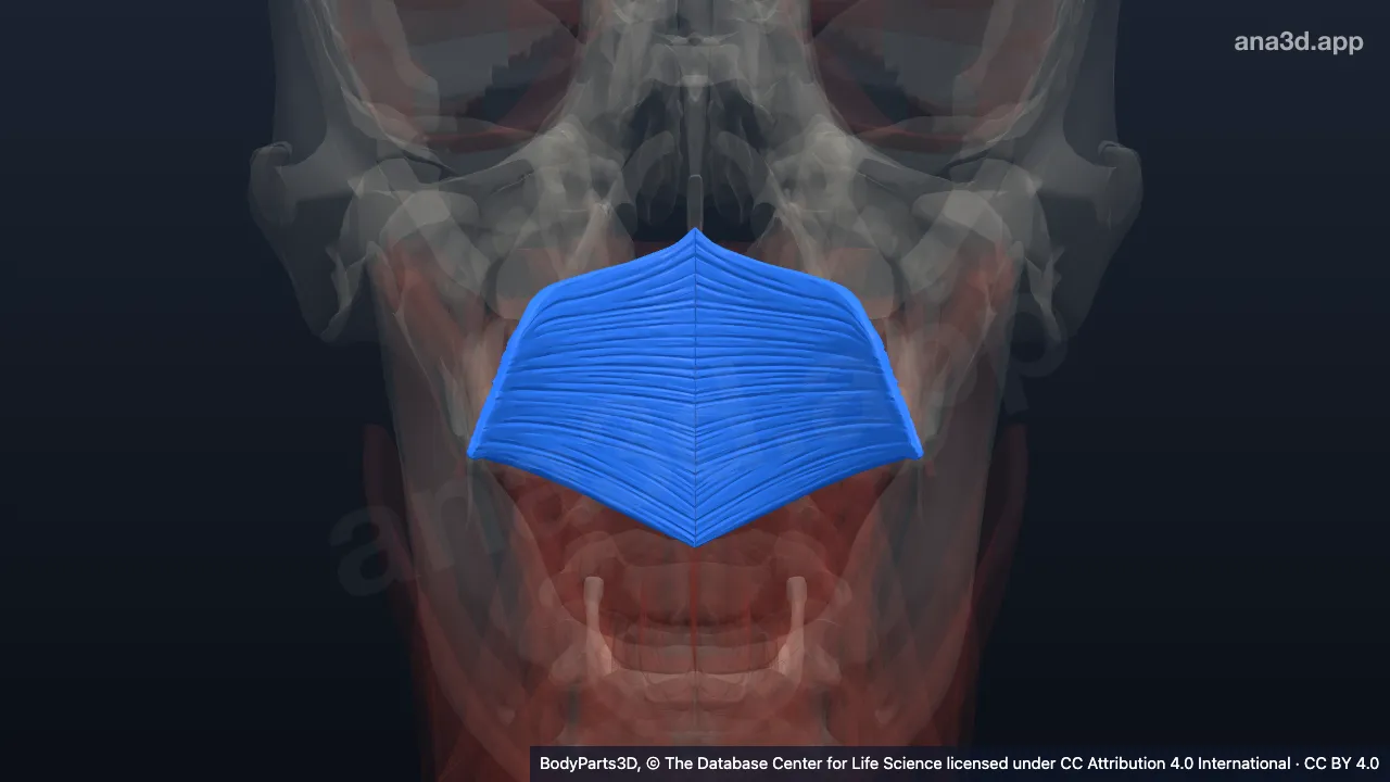 3D-Modell: Musculus constrictor pharyngis superior