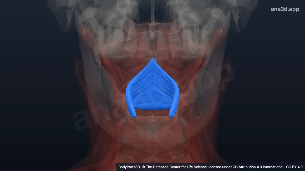 3D model: middle pharyngeal constrictor