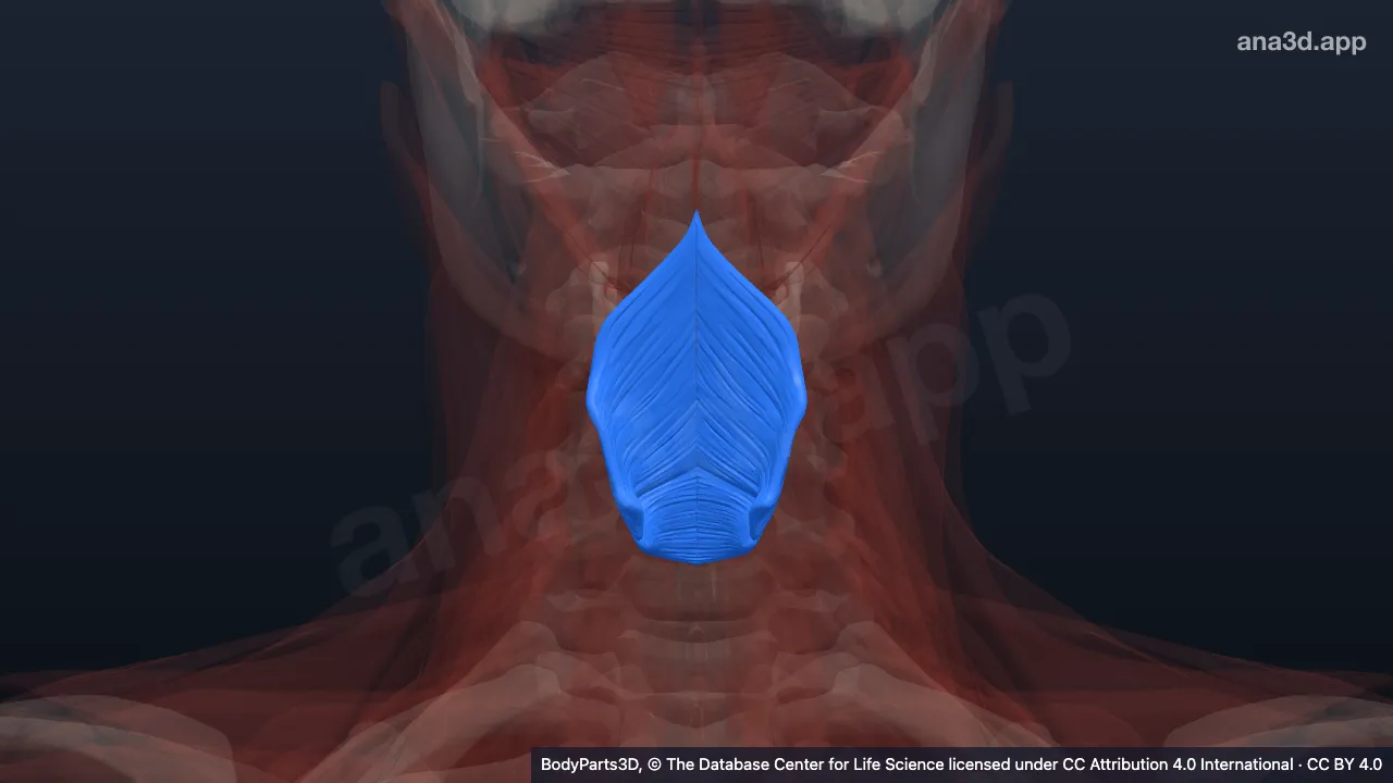 3D model: inferior pharyngeal constrictor