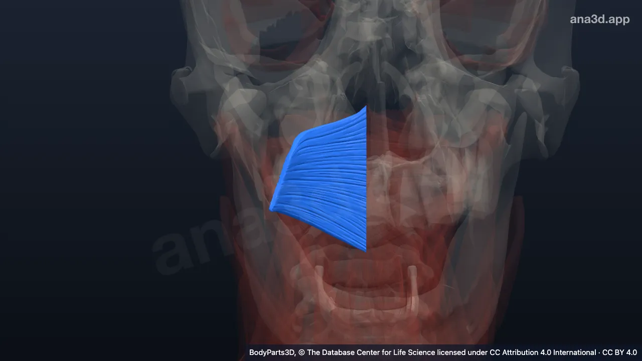 3D model: right superior pharyngeal constrictor