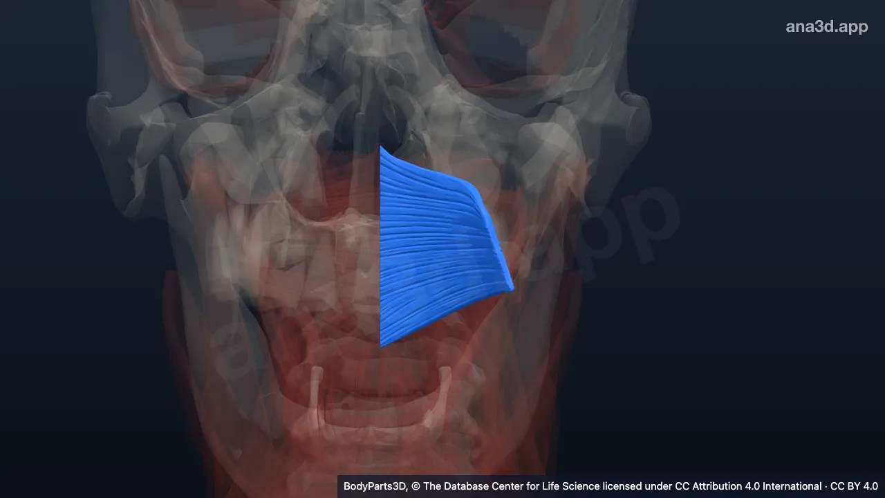 3D-Modell: Linker Musculus constrictor pharyngis superior