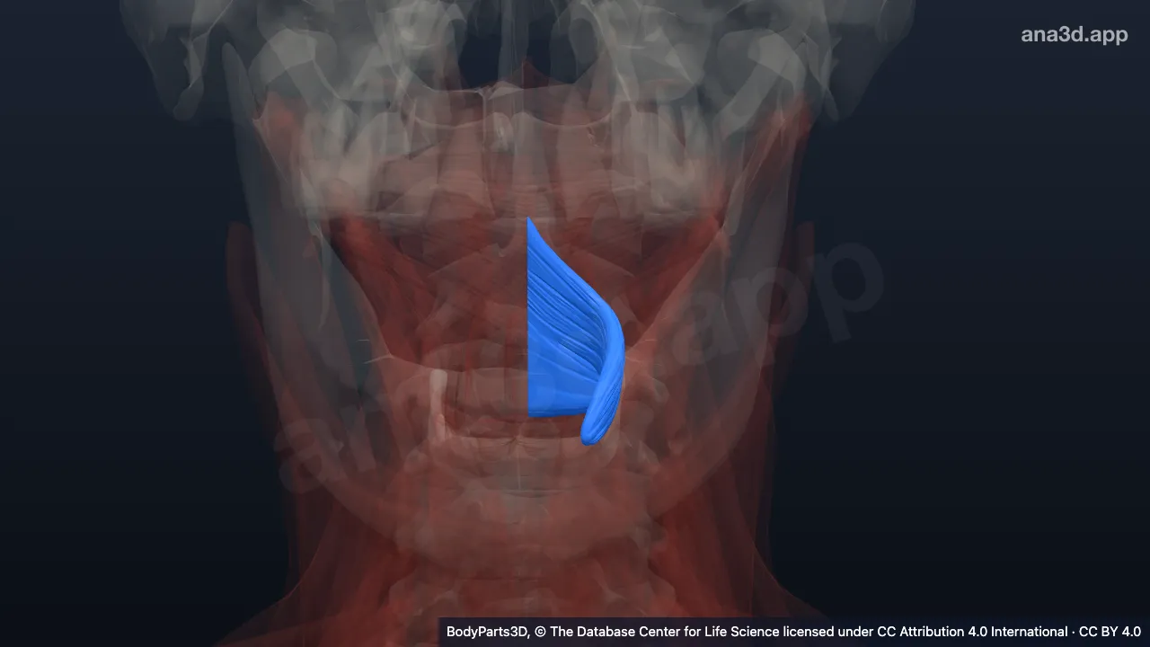 Modèle 3D : Muscle constricteur moyen du pharynx droit