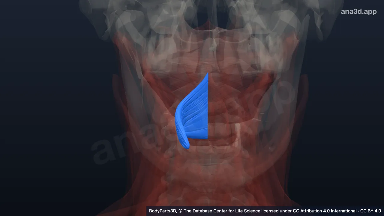 3D-Modell: Linker Musculus constrictor pharyngis medius