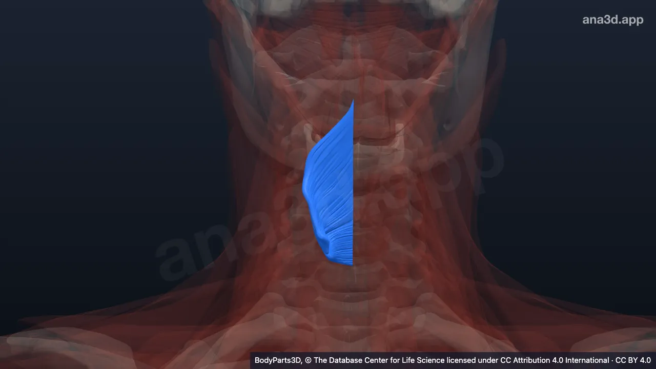 Mô hình 3D: Cơ khít hầu dưới phải