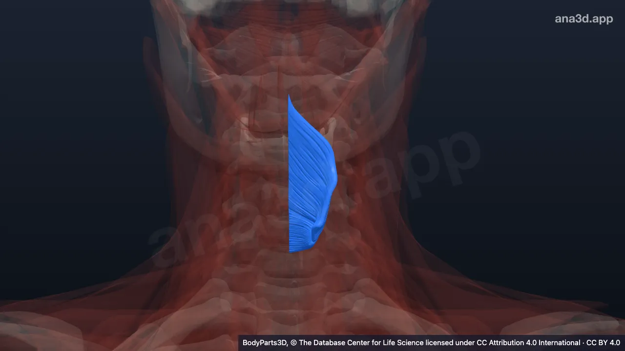 Mô hình 3D: Cơ khít hầu dưới trái