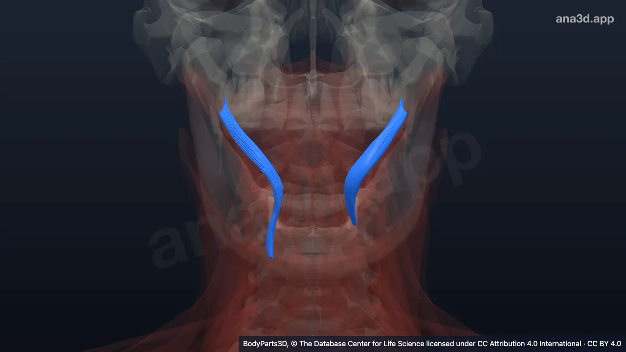 3D model: stylopharyngeus