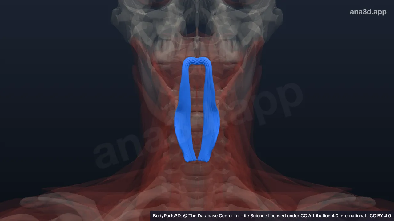 3D model: palatopharyngeus