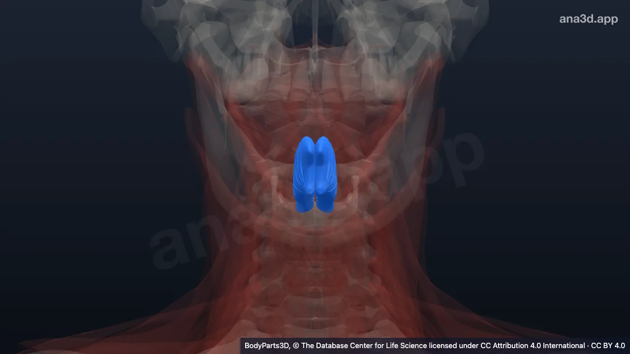 Modèle 3D : muscle génioglosse