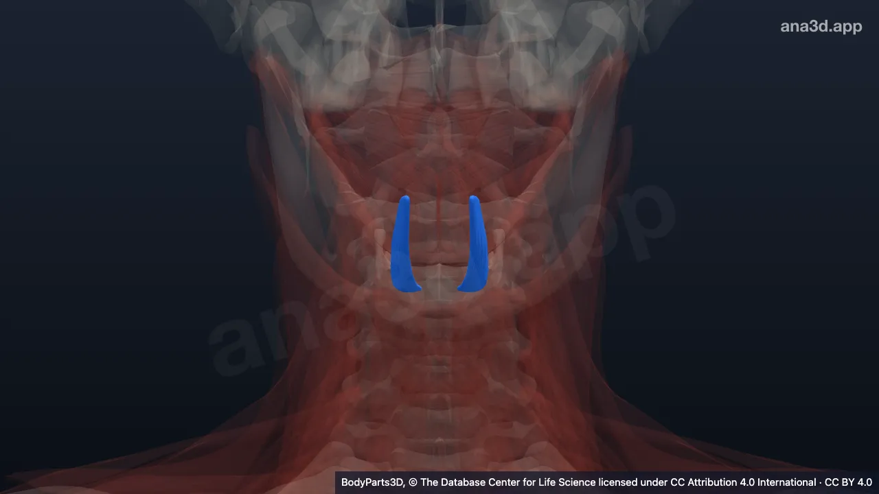 Modèle 3D : muscle hyoglosse