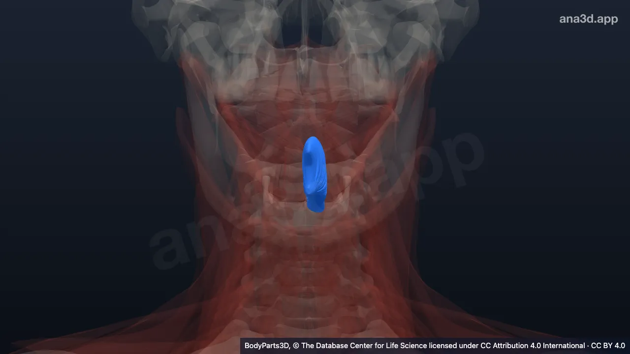 3D model: left genioglossus