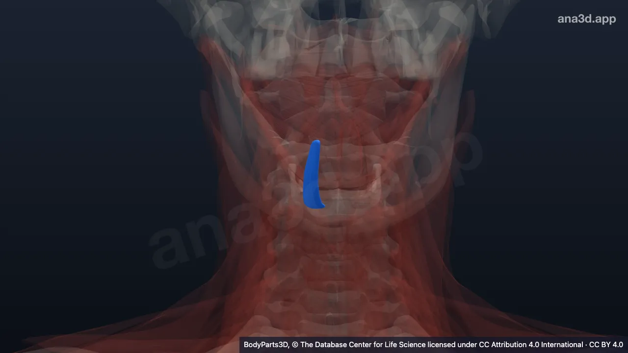 3D model: right hyoglossus
