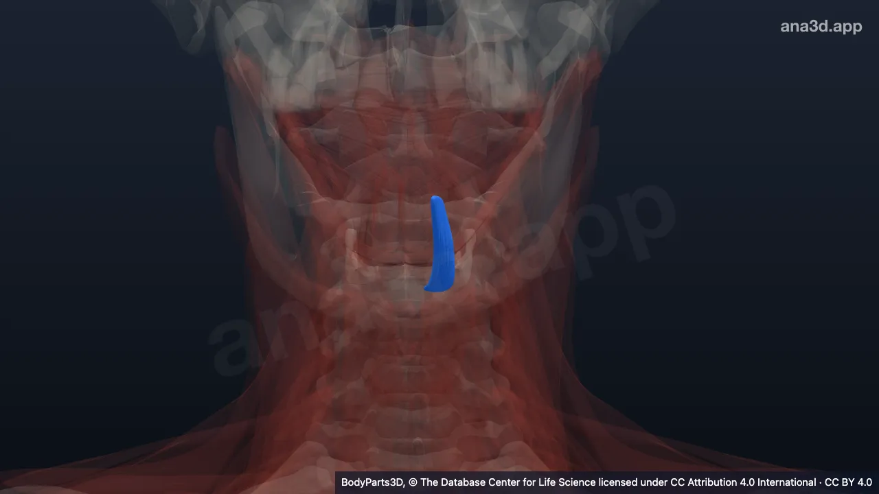 3D-Modell: Linker Musculus hyoglossus