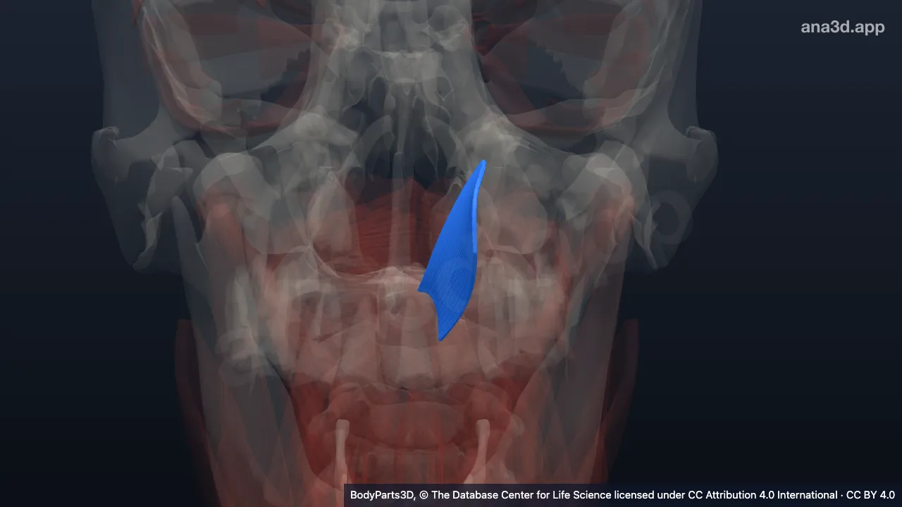 3D-Modell: Linker Musculus tensor veli palatini