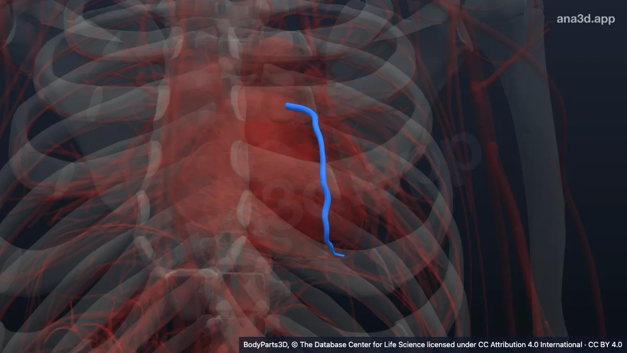 3D model: trunk of branch of coronary artery