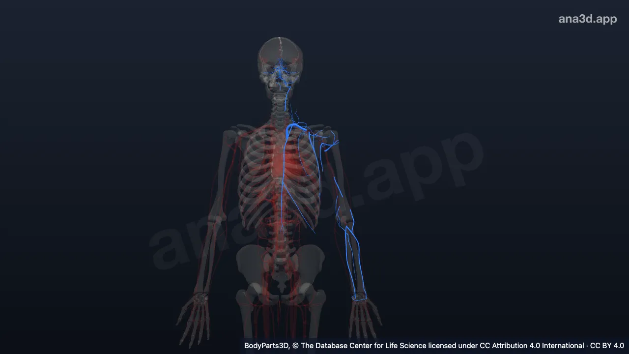 Modèle 3D : Artère subclavière gauche