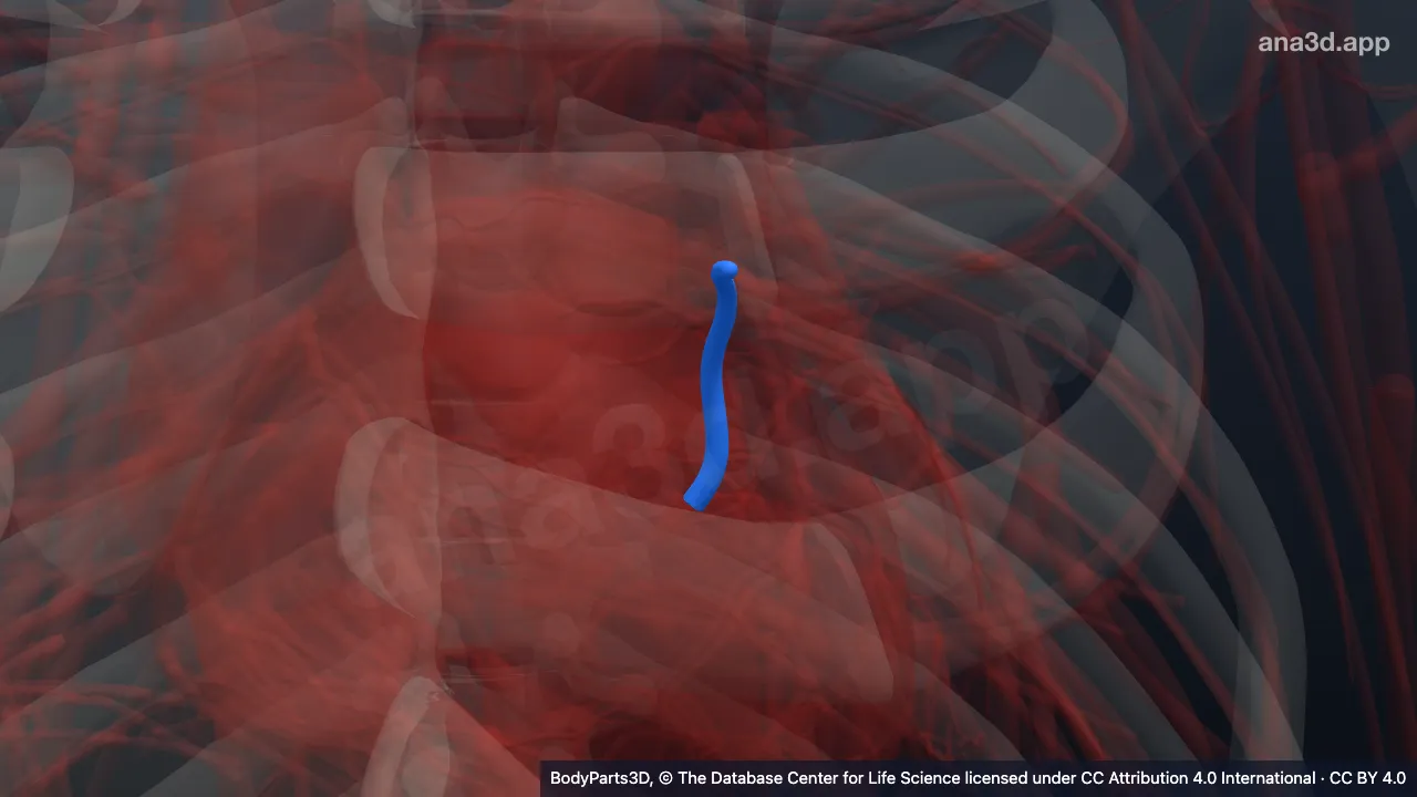 3D model: great cardiac vein