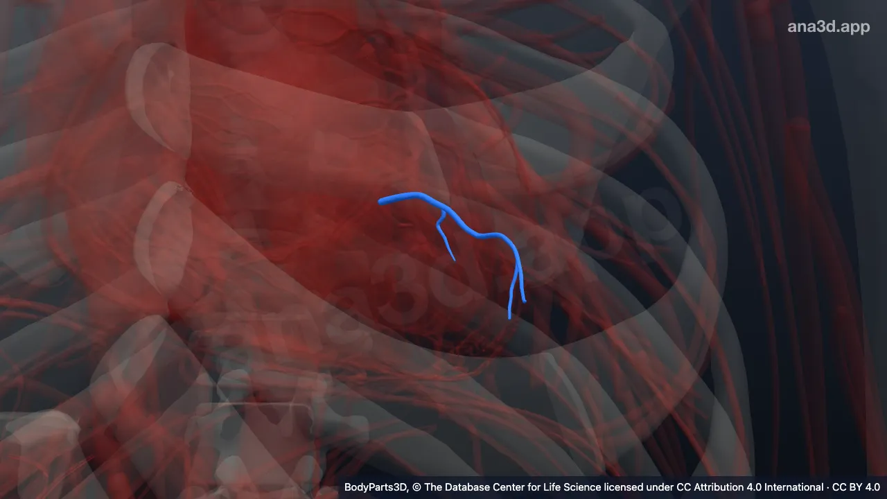 3D model: left marginal vein