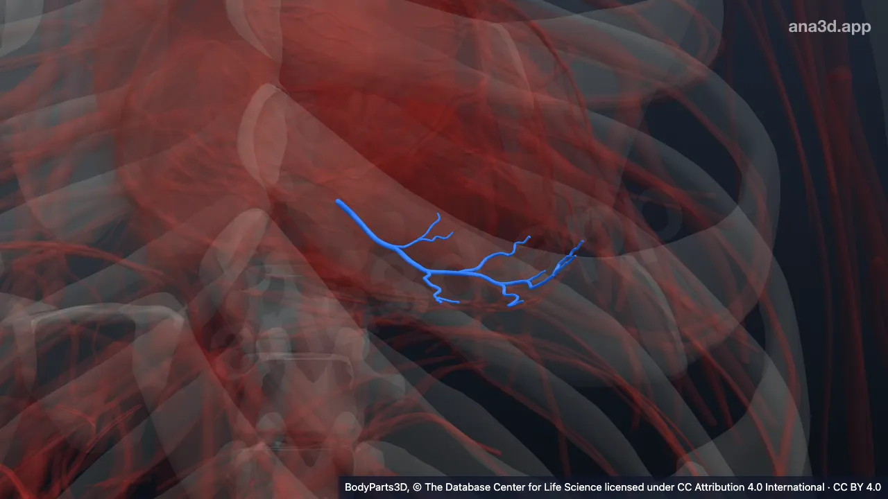 3D-Modell: Vena posterior des linken Ventrikels