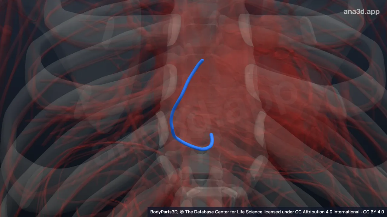 3D-Modell: Vena cardiaca parva