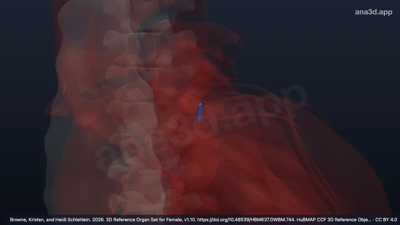 Modelo 3D: Vena oblicua de la aurícula izquierda
