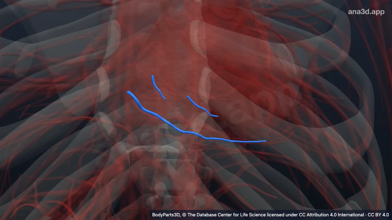 3D model: right marginal vein