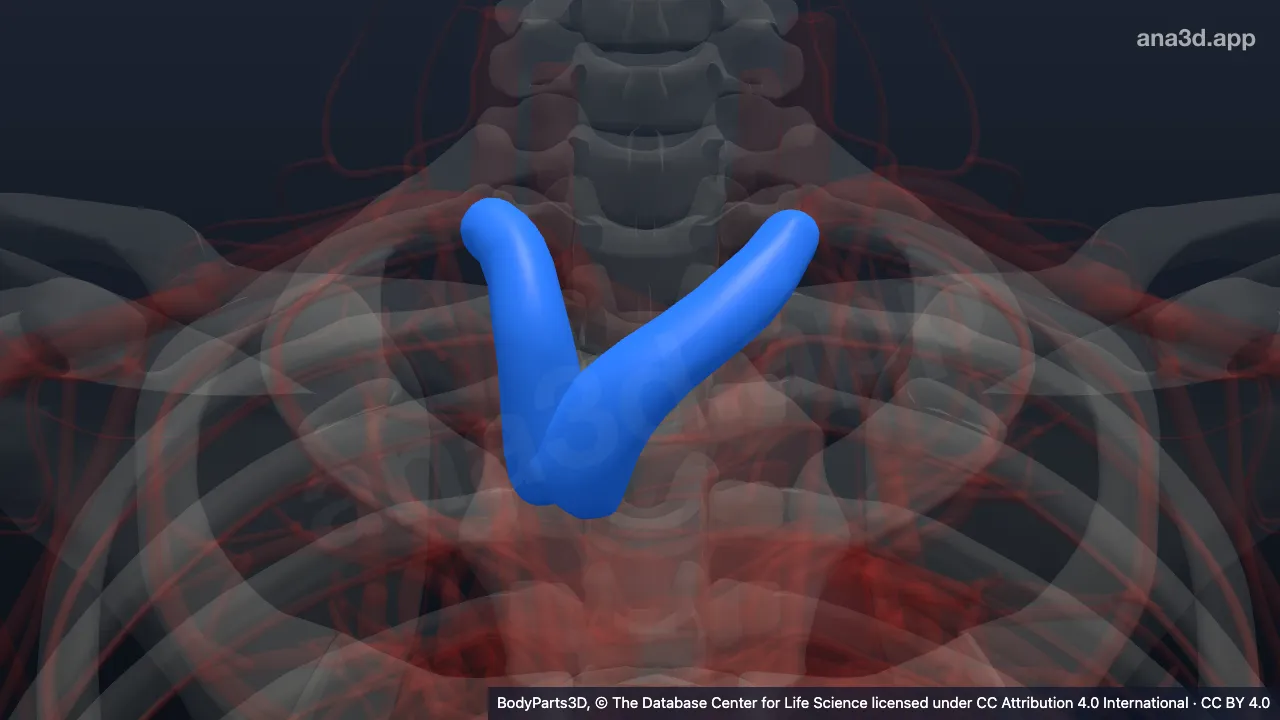 Model 3D: Vena brakiosefalika