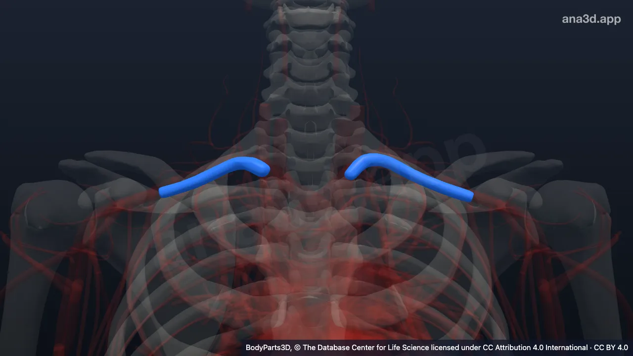 3D-Modell: Vena subclavia