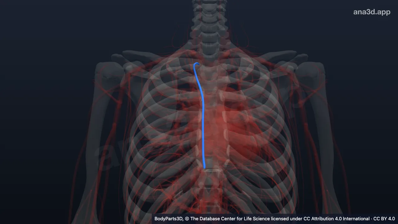 Model 3D: Vena torasika interna
