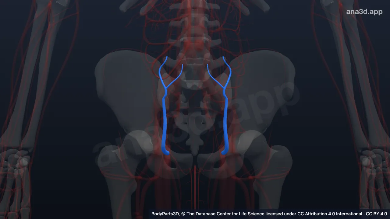 Mô hình 3D: Tĩnh mạch thượng vị trên