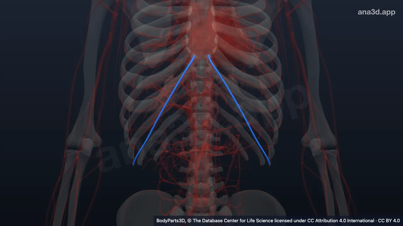 3D model: musculophrenic vein