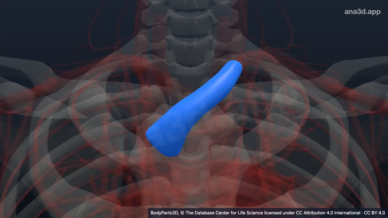 Modelo 3D: Veia braquiocefálica esquerda