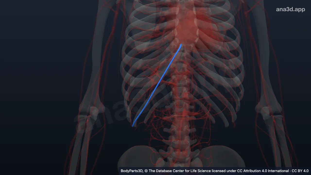 3D-Modell: Rechte Vena musculophrenica