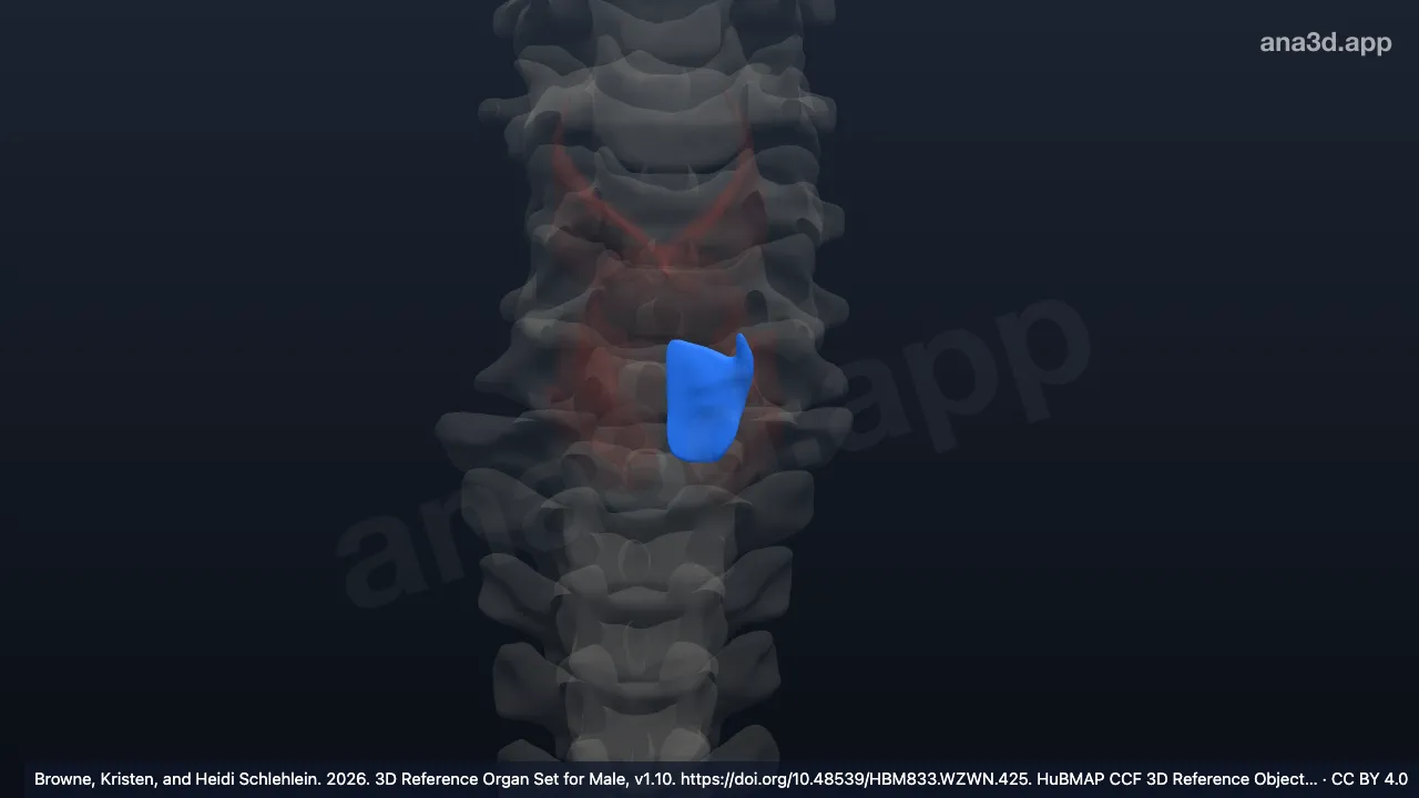 Modelo 3D: Fascículo muscular do músculo cricoaritenóideo posterior esquerdo