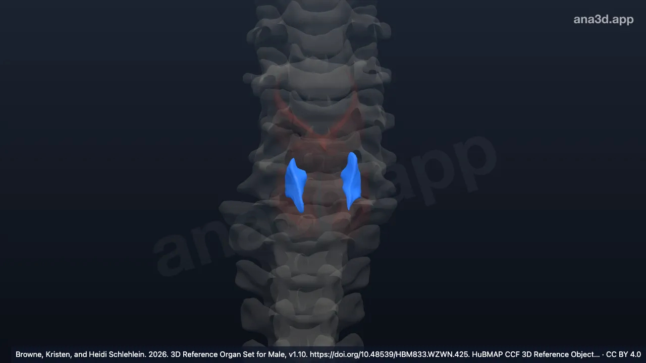 Model 3D: Fasikulus otot krikoaritenoideus lateralis