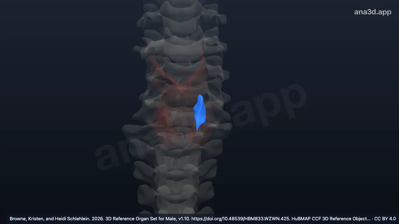 Model 3D: Fasikulus otot krikoaritenoideus lateralis kiri
