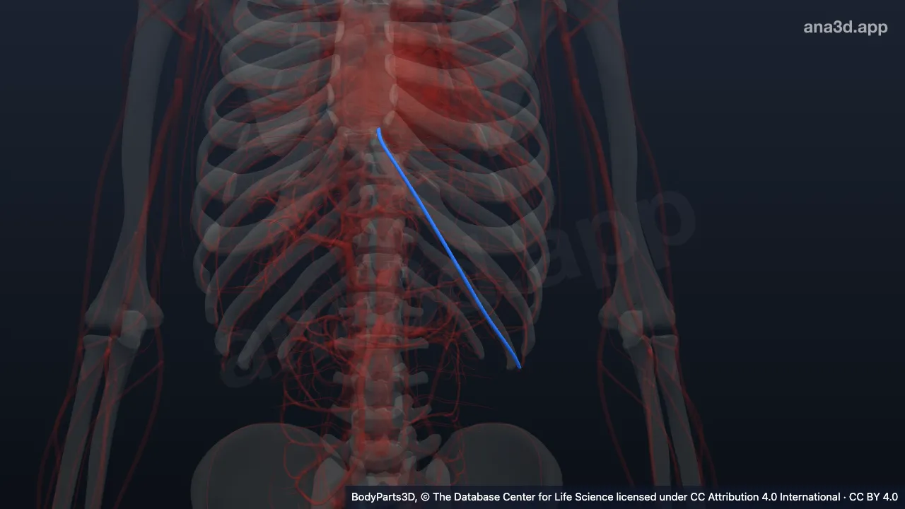 3D model: left musculophrenic vein