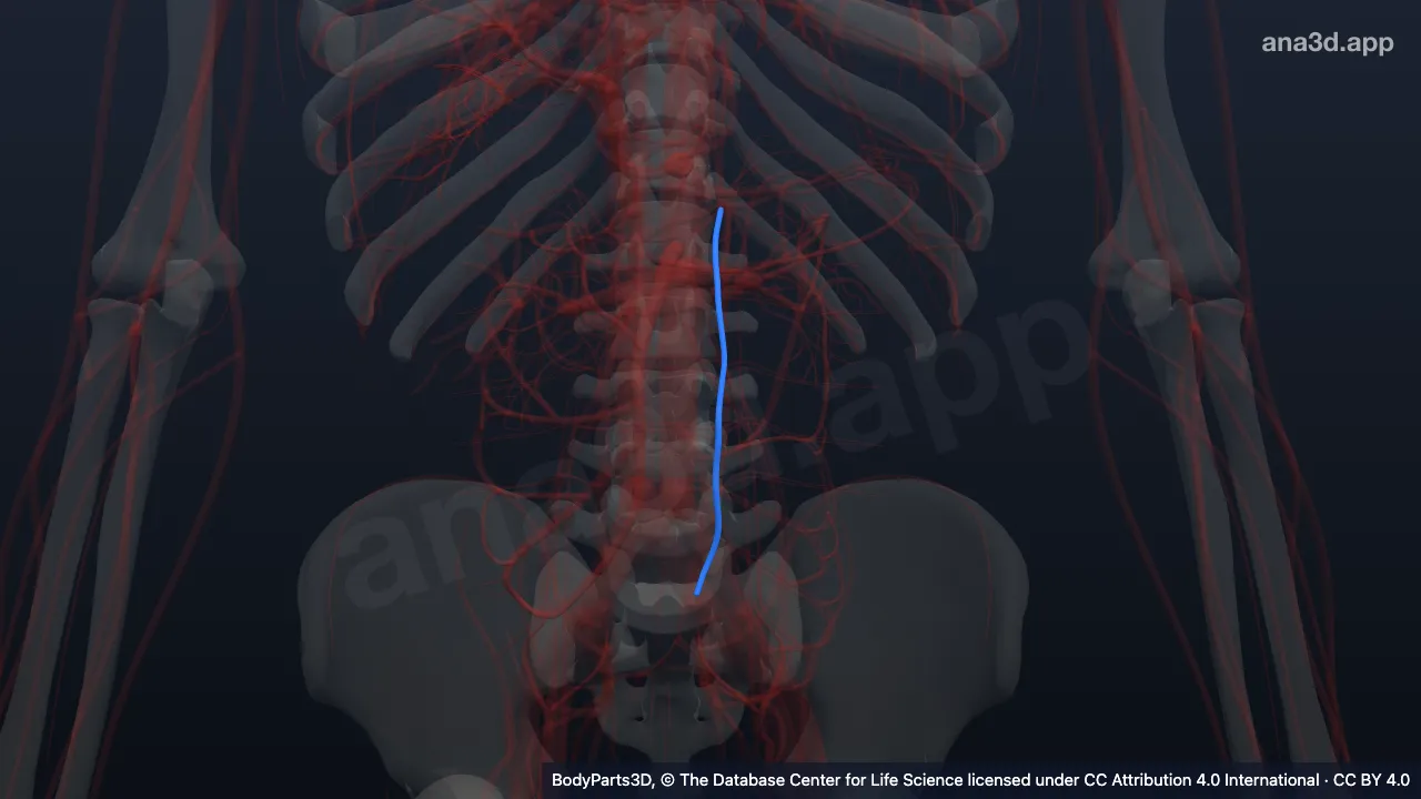 3D-Modell: Rechte Vena lumbalis ascendens