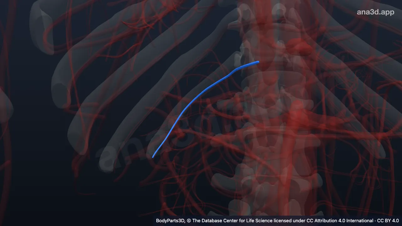 3D-Modell: Rechte Vena subcostalis