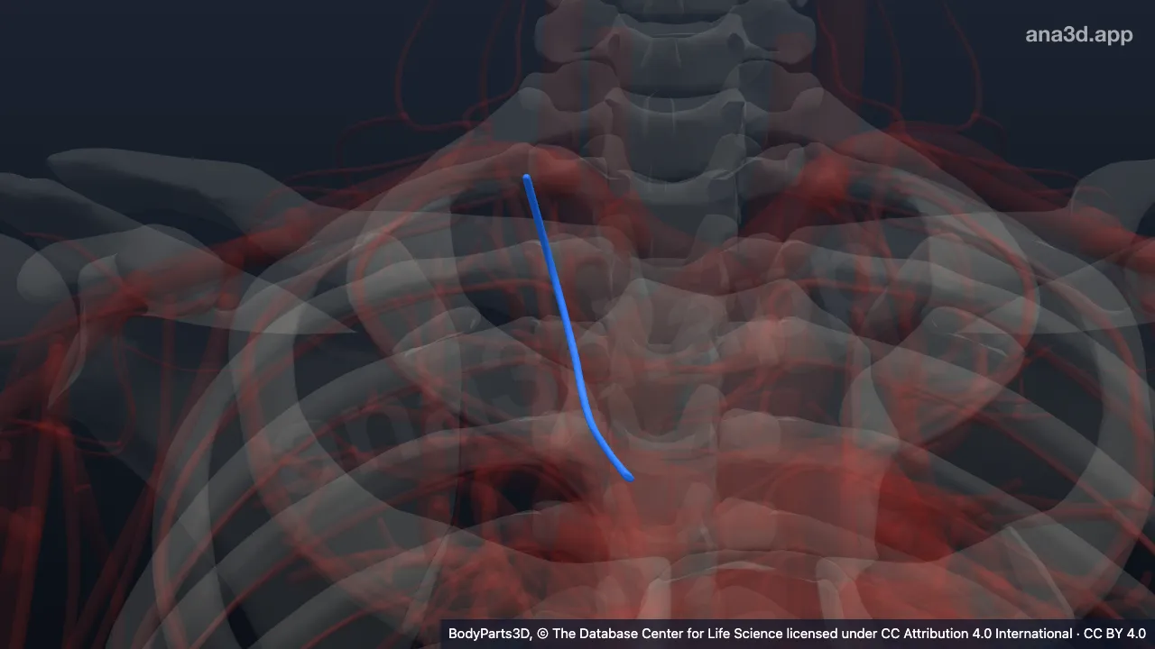 Modelo 3D: Vena intercostal superior derecha