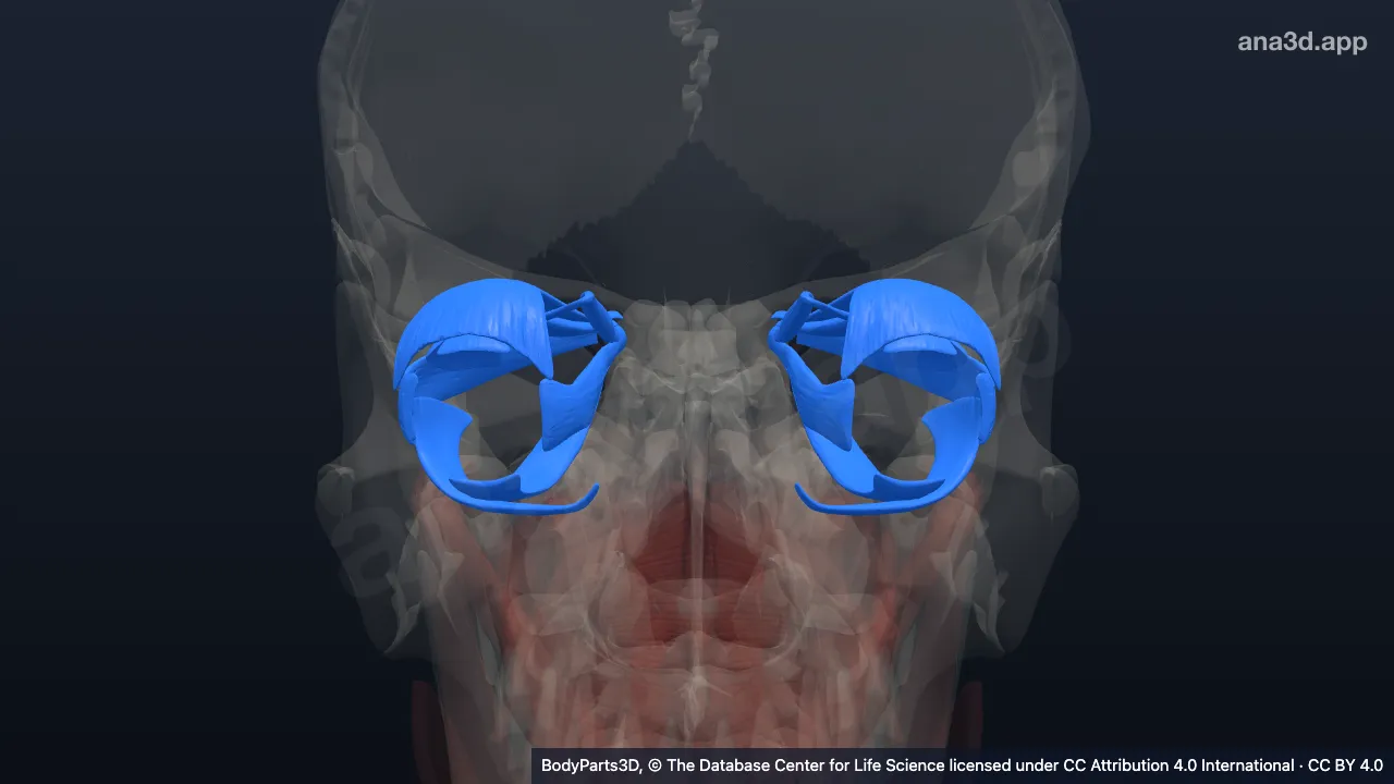 3D model: extra-ocular muscle