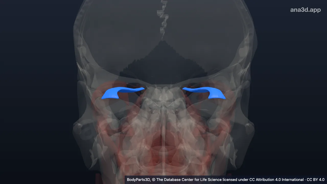3D model: superior rectus