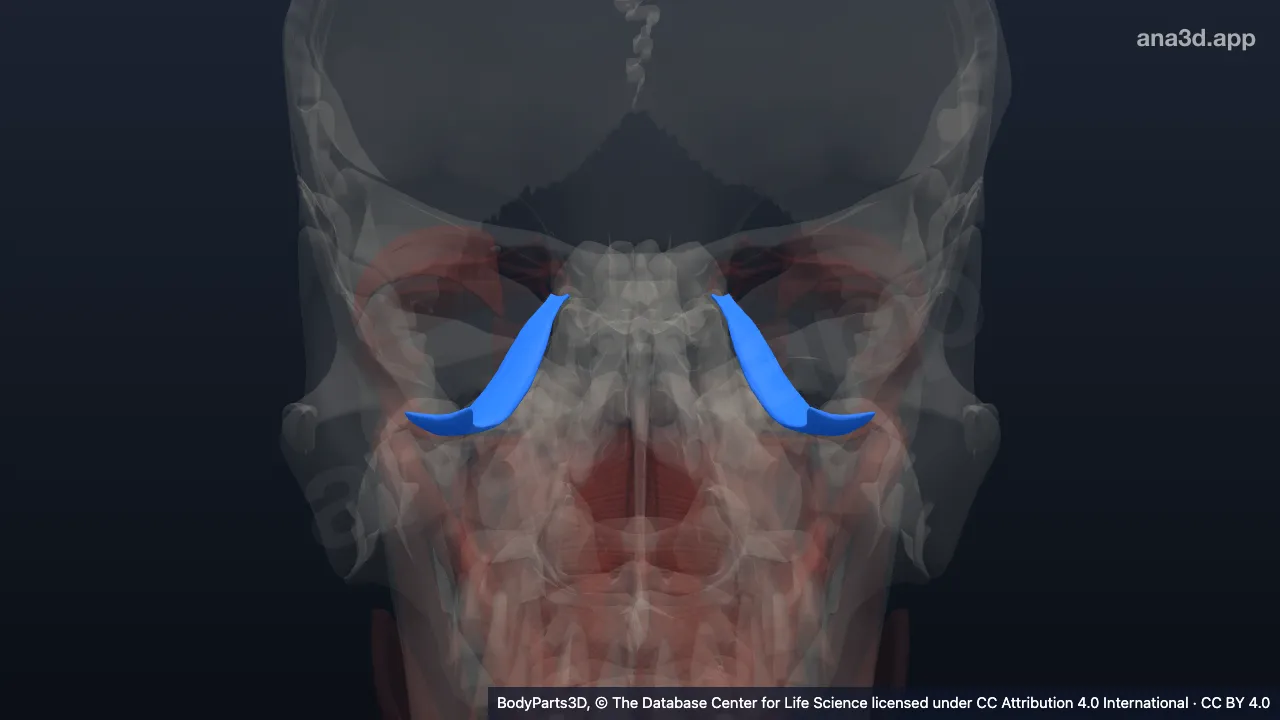 3D-Modell: Musculus rectus inferior bulbi