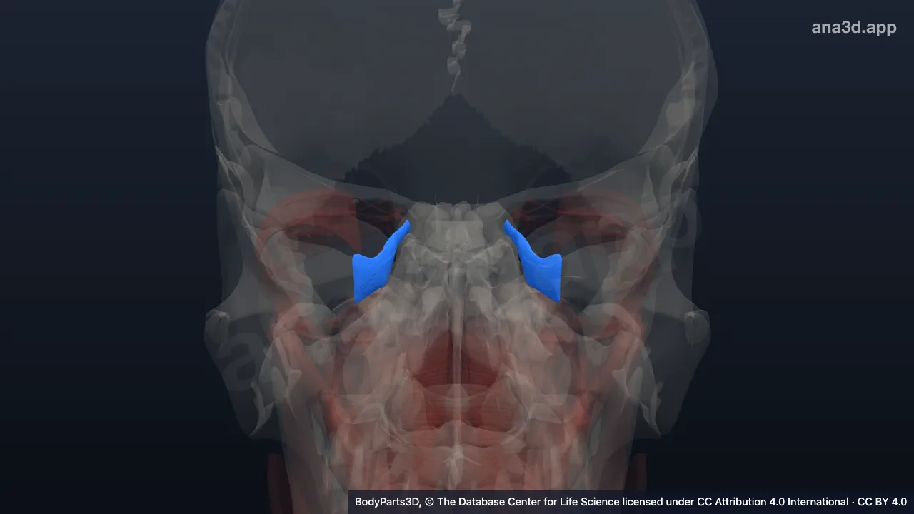 3D-Modell: Musculus rectus medialis bulbi