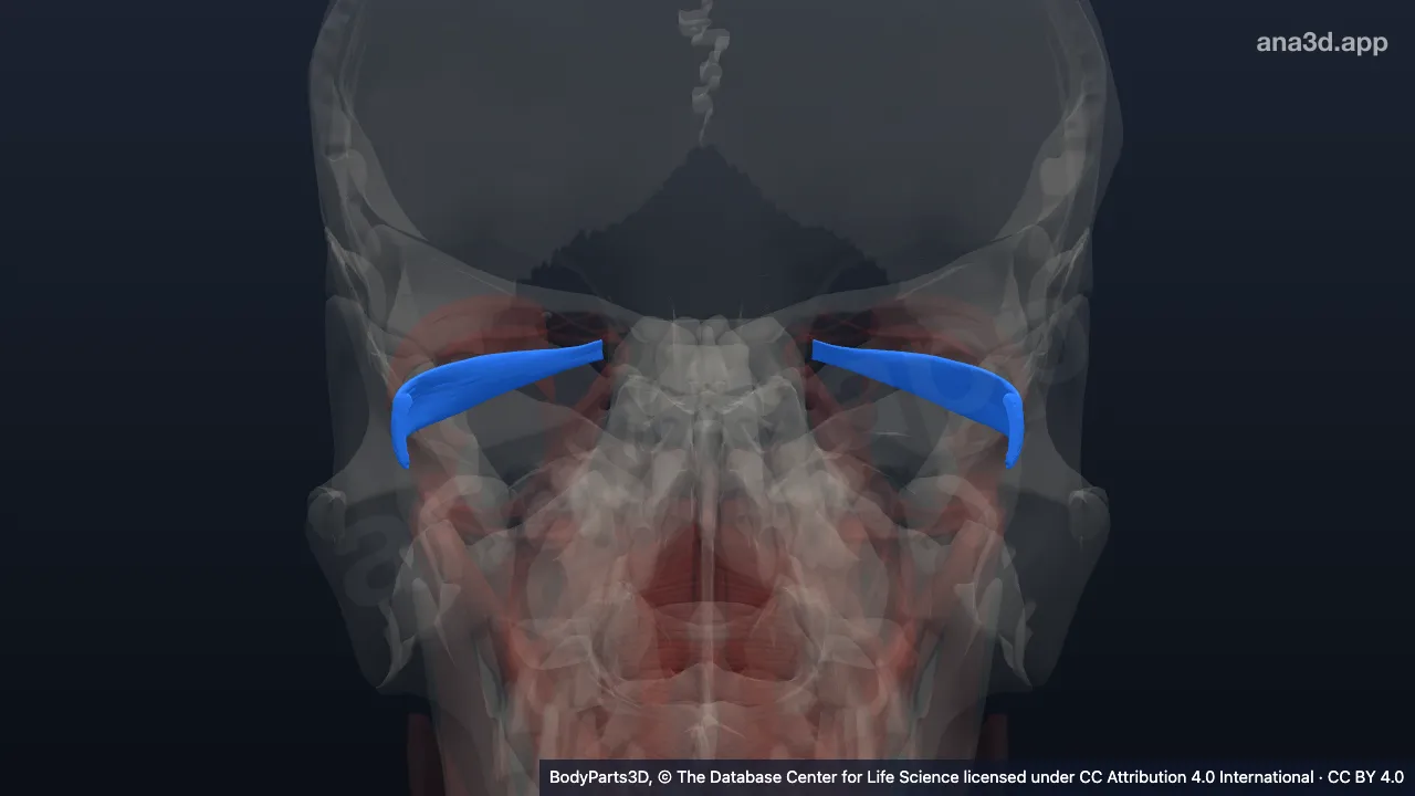 3D model: lateral rectus