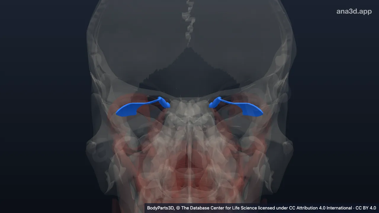 Modèle 3D : muscle oblique supérieur du bulbe de l'œil