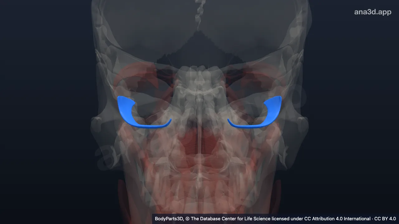 3D-Modell: Musculus obliquus inferior bulbi